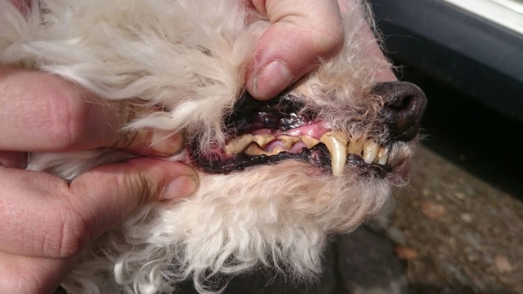 Zahngesundheit der Haustiere Zahngesundheit